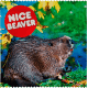NICE BEAVER